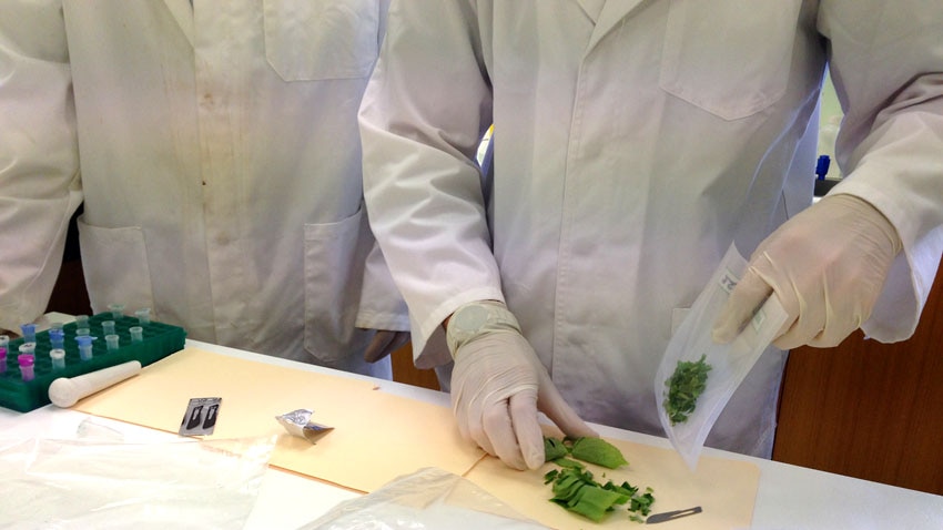 Scientists at Berrimah Research Farm prepare samples to study the Cucumber Green Mottle Mosaic virus.