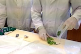 Scientists at Berrimah Research Farm prepare samples to study the Cucumber Green Mottle Mosaic virus.