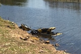 The remains of a jet ski after it crashed into the bank on Lake Moondarra, near Mount Isa