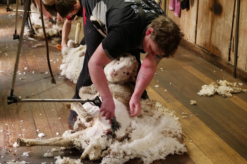 Shearing shed, Central Highlands of Tasmania