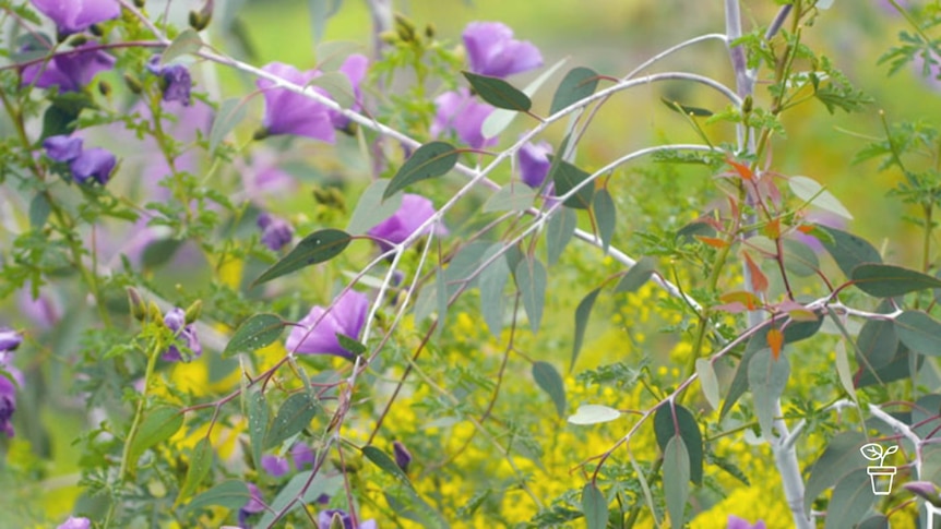 Young eucalypt tree and purple-flowered plants