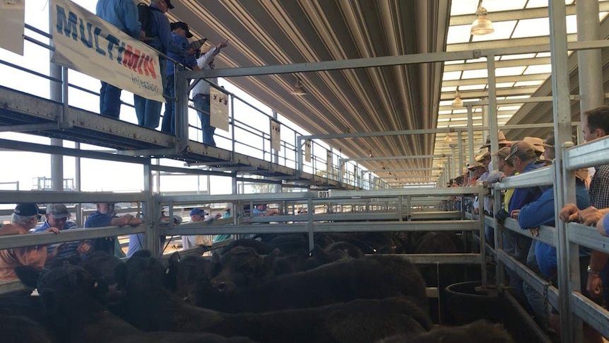 A strong turn out of buyers and cattle at the Tamworth saleyards.