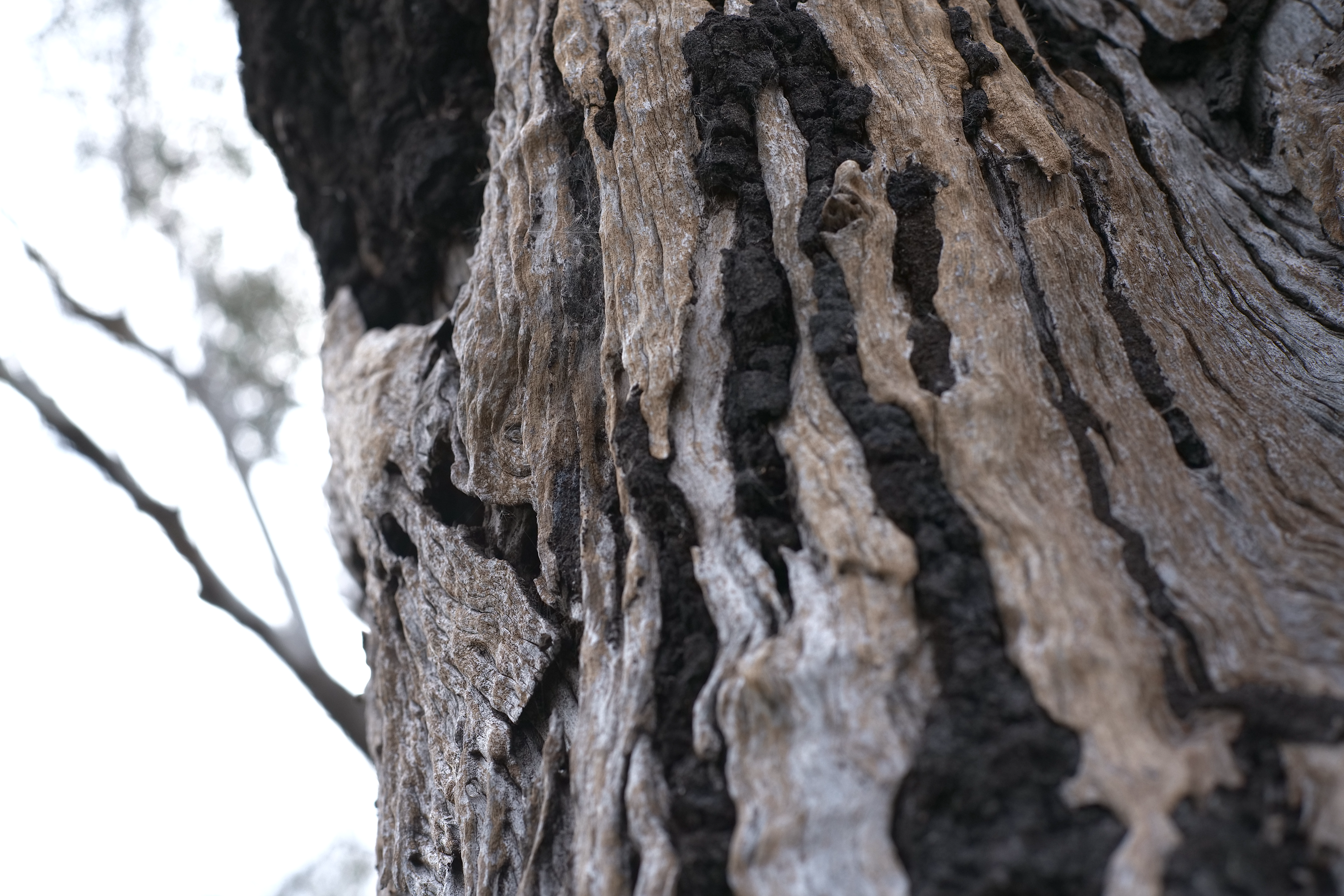 Un primer plano de la corteza de un árbol.