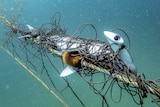 A hammerhead shark badly tangled in a net