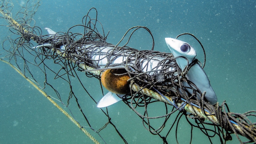 A hammerhead shark badly tangled in a net