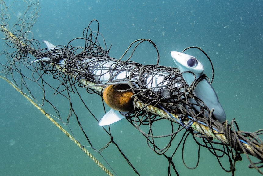 A hammerhead shark badly tangled in a net