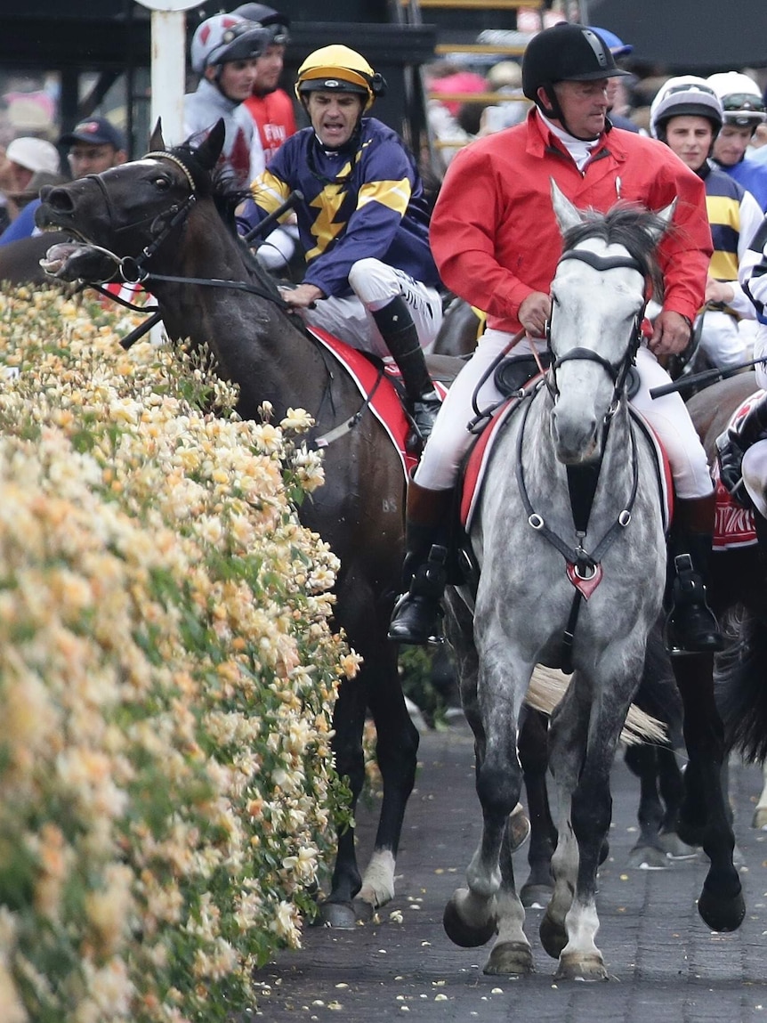 Araldo gets its leg stuck in a fence