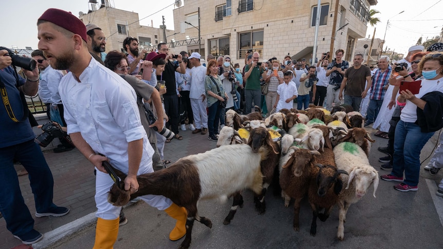 A man in white leads a group of sheep through a crowded street 