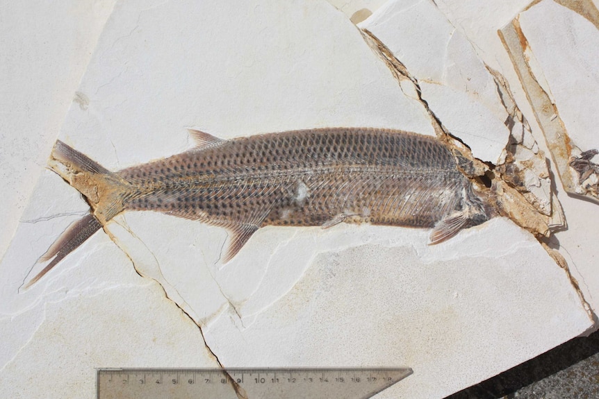 Fossil fish showing chunk eaten out of its fin