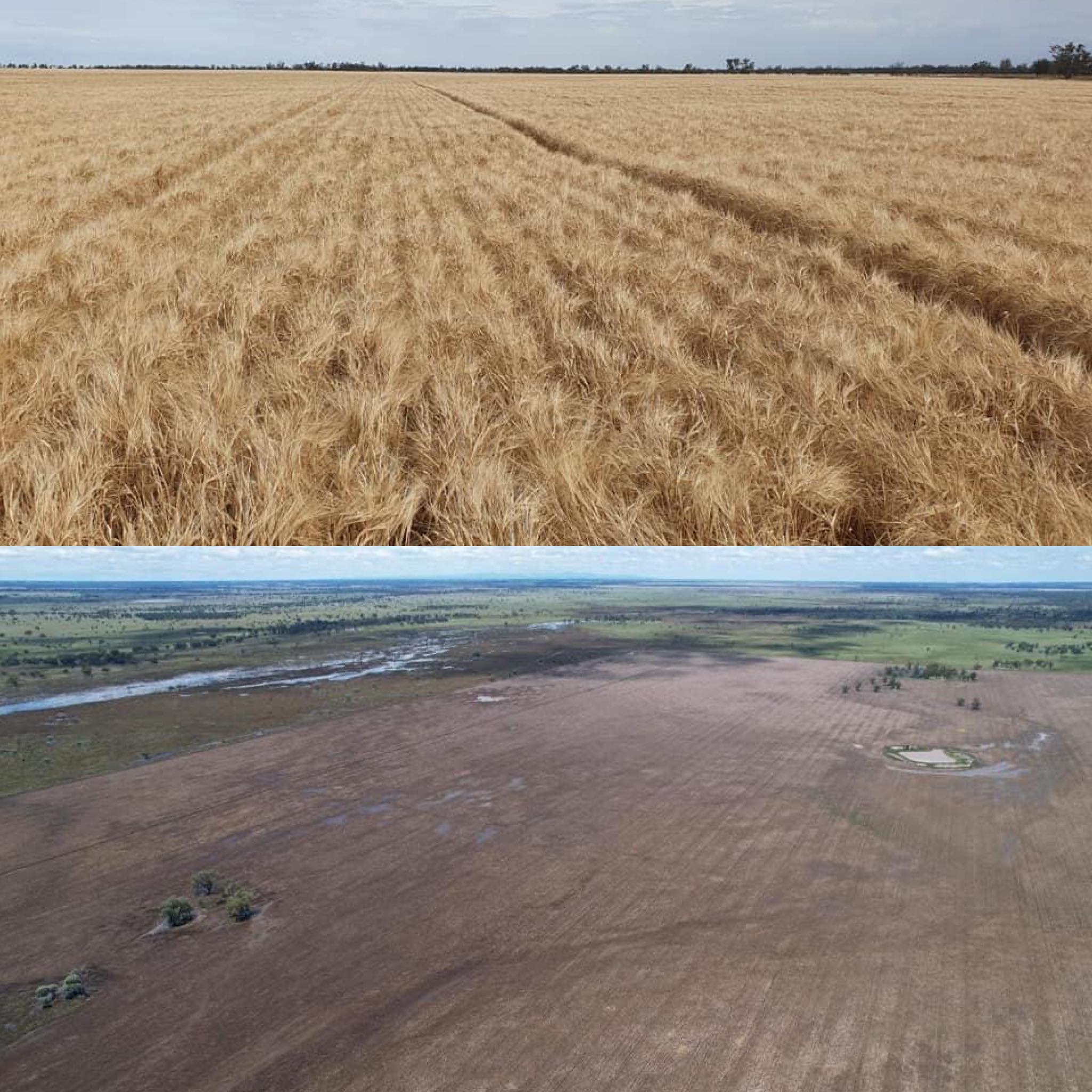 The photo above shows a wonderful wheat crop, the image below shows a muddy paddock and ruined crop
