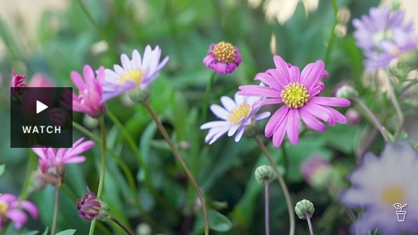 Piunk and purple Australian native daisies. Has Video.