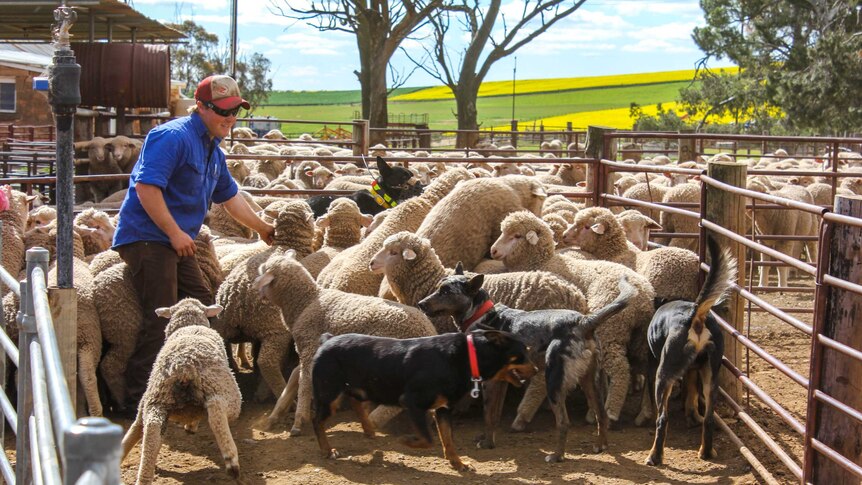 A farmer in a pen with sheep and working dogs in front of a canola field.