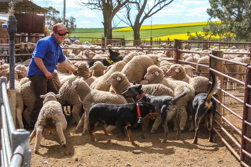 A farmer in a pen with sheep and working dogs in front of a canola field.