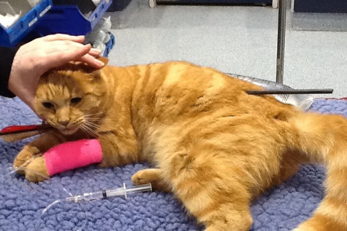 A ginger cat with a pink bandage on.