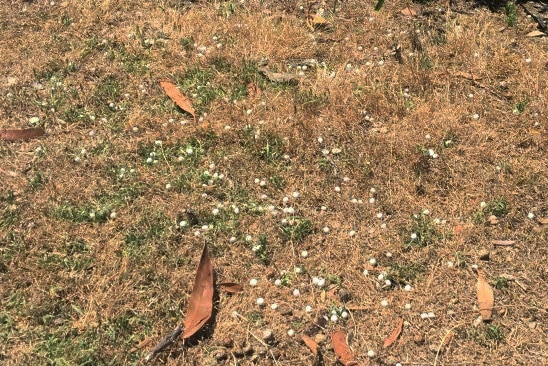 Foam balls scattered on yellow grass