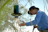 Man checking mosquito testing equipment outside, wearing a hat and uniform