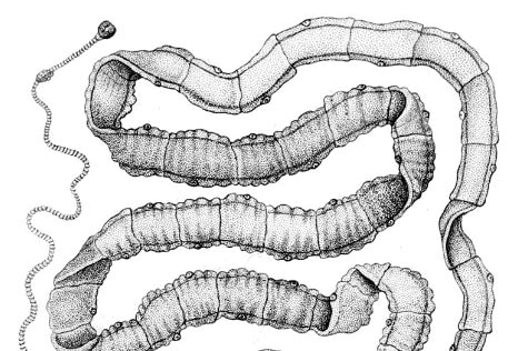 A black and white sketch of an adult tape worm