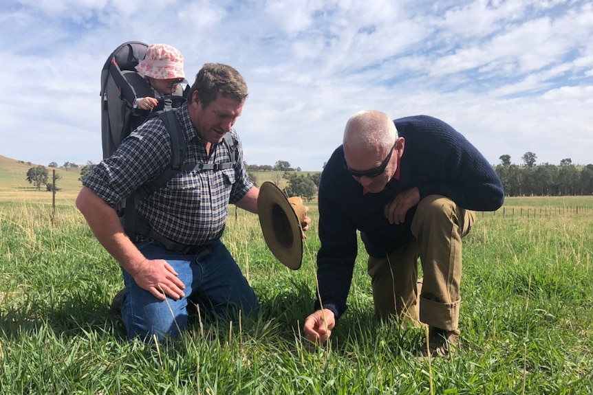 Two men, one with a baby in a carrier on his back, kneel in a paddock examining the grass.