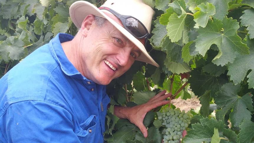Orange vigneron Justin Jarrett with grapes at his vineyard.