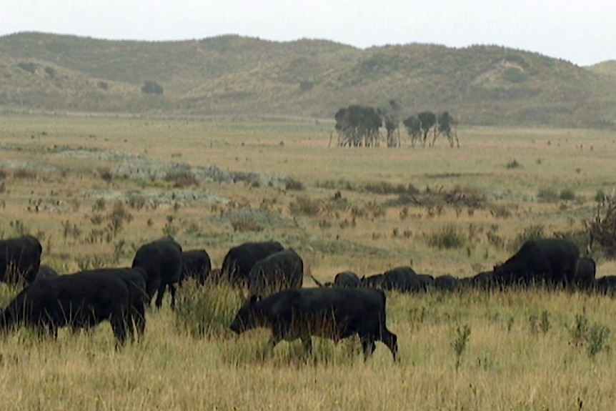Beef cattle grazing on Temma Farm in Tasmania's north west.