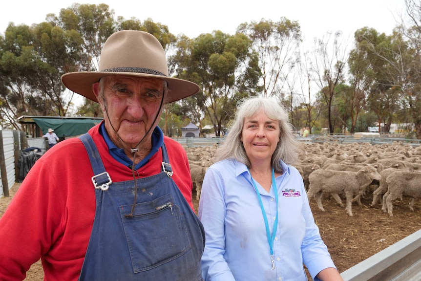 Tony and Jenny stand beside a holding pen full of sheep.