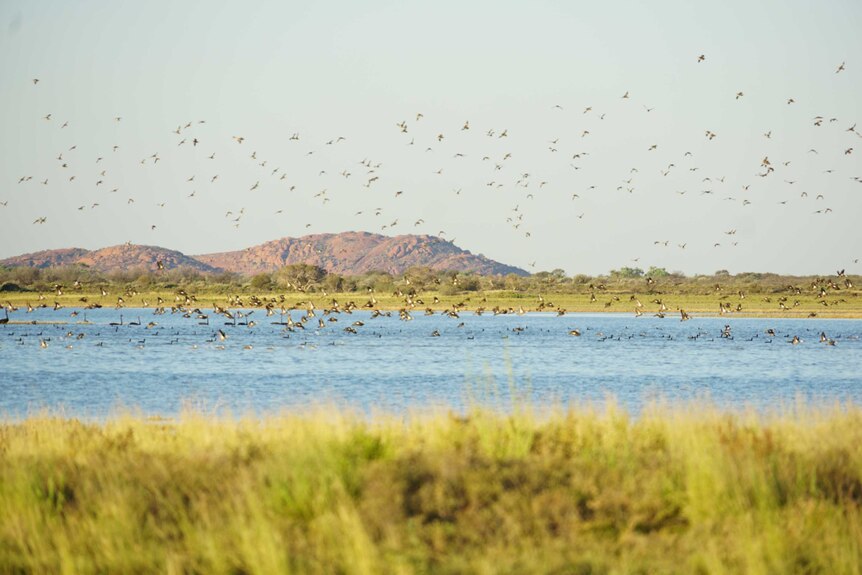 Birds on Lake Wooleen