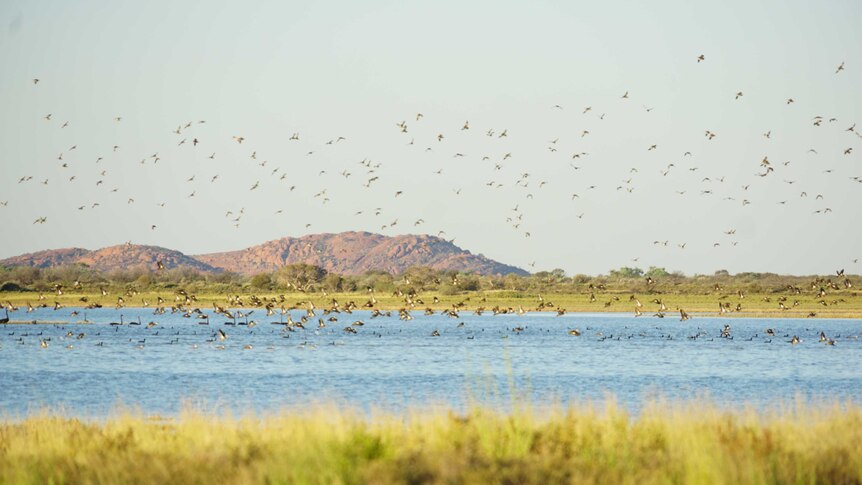 Birds on Lake Wooleen