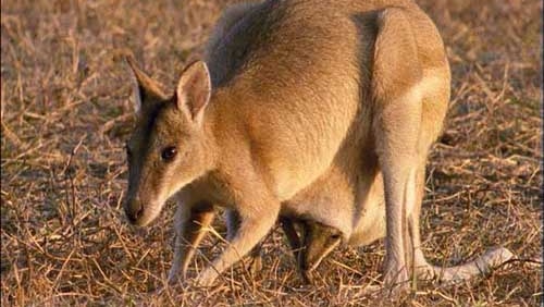 Wallabies in the Kimberley