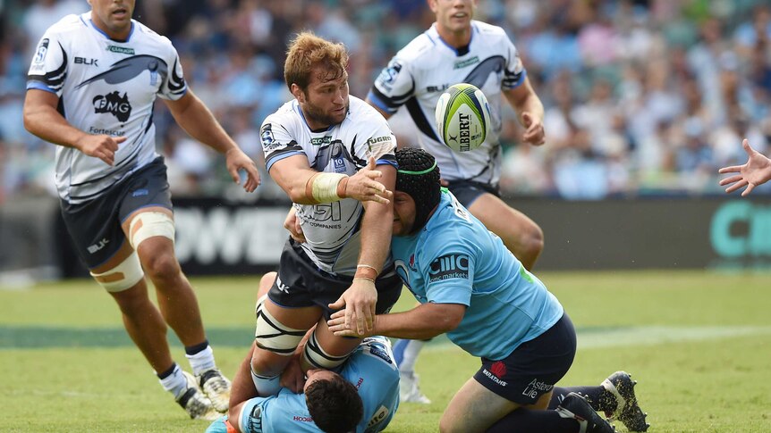 On the rise ... The Force's Ben McCalman during the win over the Waratahs