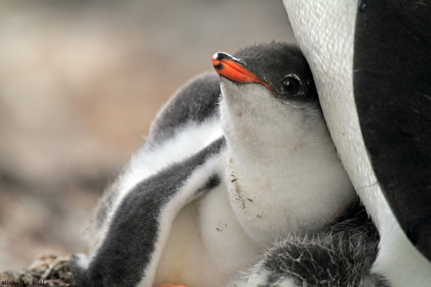 A baby penguin with its parent. 
