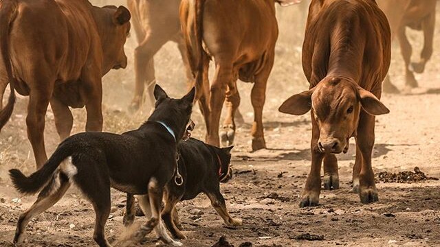 Two working dogs face off with a brahman calf.