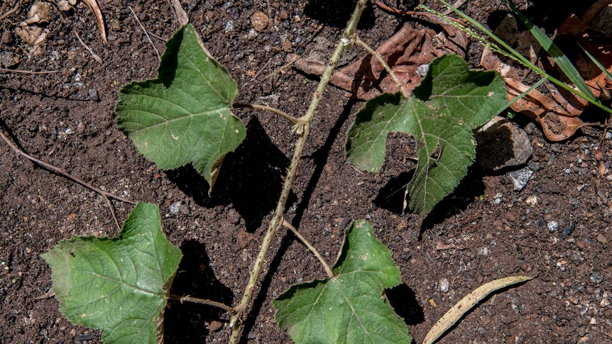 A green vine grows across dirt.
