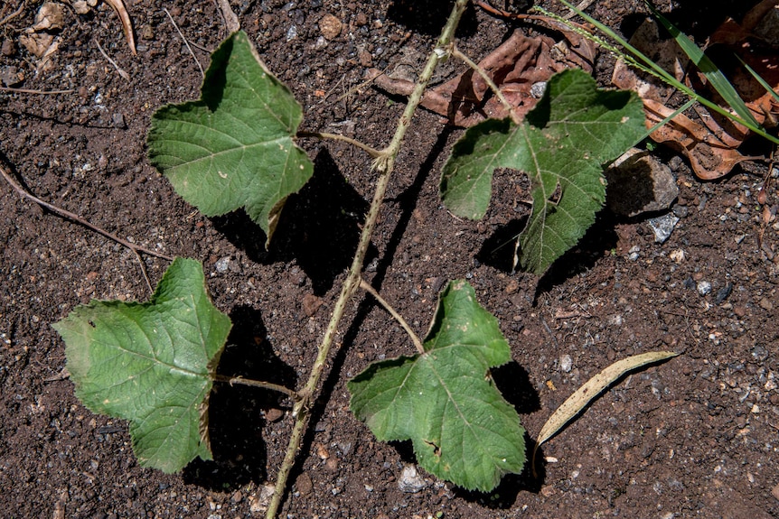 A green vine grows across dirt.