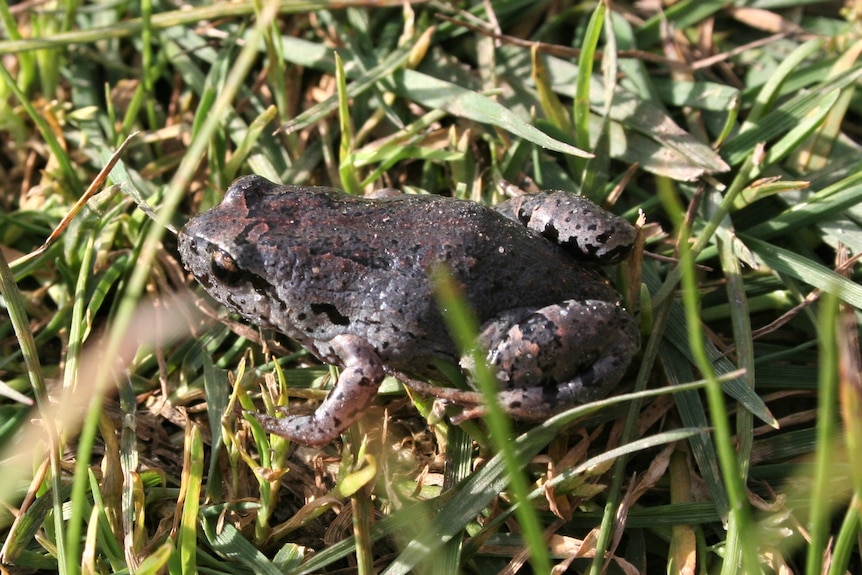 A smooth, brown small frog.