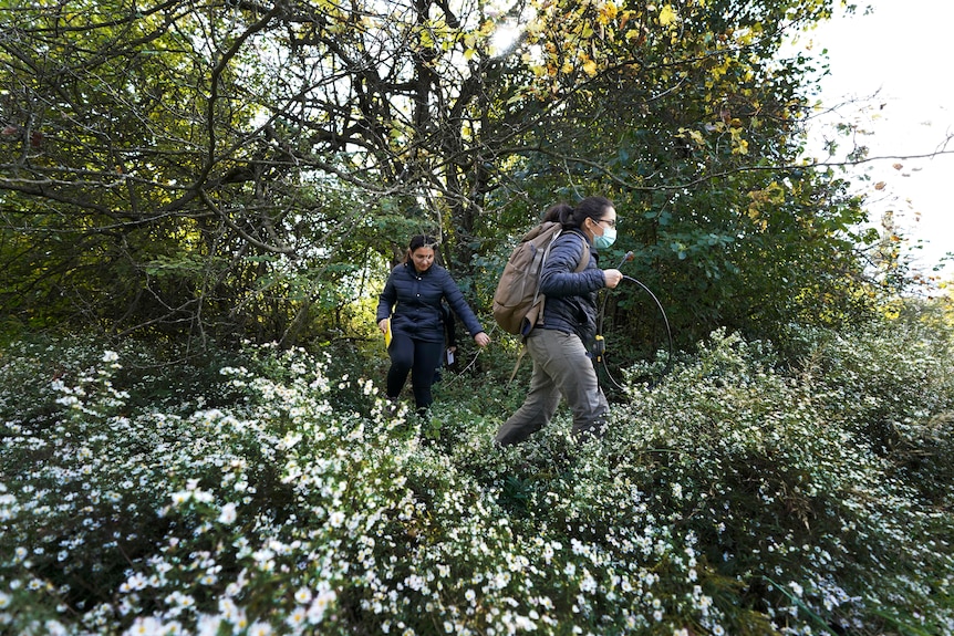 Two women walk out of trees and over bushes covered in small white flowers. 