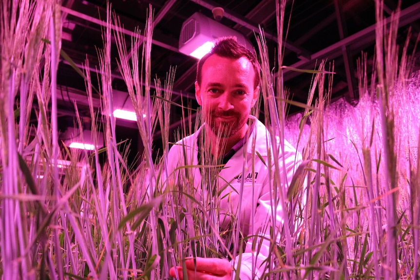 A man in a white coat touching a barley plant in a laboratory with purple light