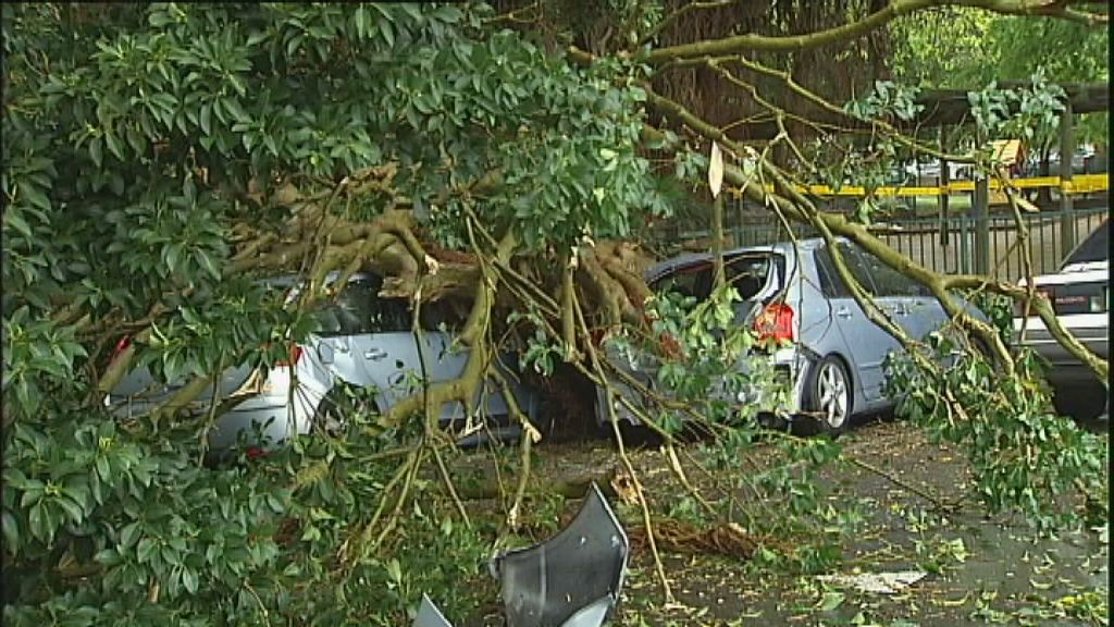 Woman Impaled By Falling Tree Branch - ABC News