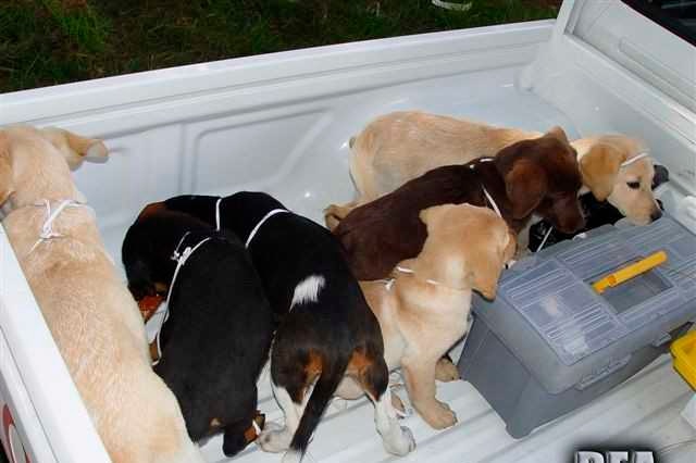 A 2005 photo shows puppies rescued from a farm in Colombia destined for use by the accused.