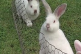 Rabbits, bred for the rabbit meat industry, at Doug Horridge's farm.