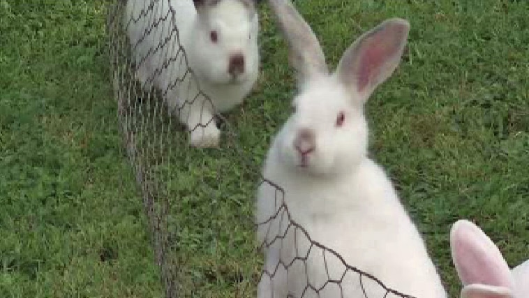 Rabbits, bred for the rabbit meat industry, at Doug Horridge's farm.