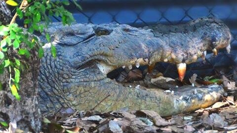 Billabong Sanctuary's healthy crocodile egg harvest a relief after delayed  breeding season - ABC News