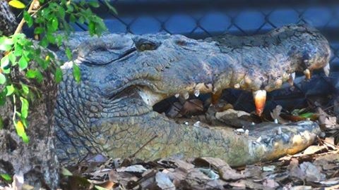 Close up of a crocodile's head, he has many teeth missing.