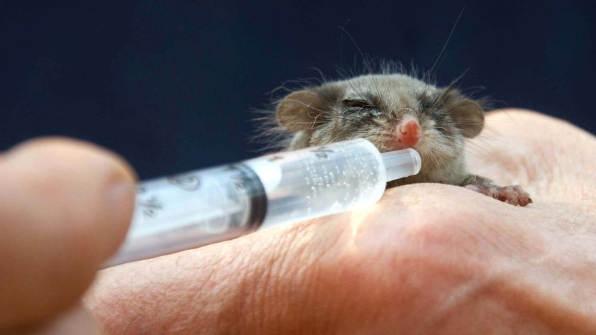 A pygmy possum caught in the bushfires that swept through Whittlesea is fed through a syringe