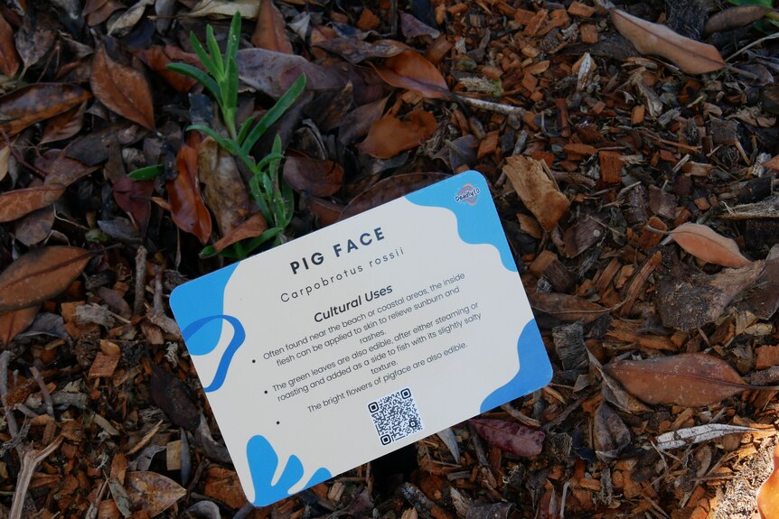 A sign explaining the native ingredient 'pig face'