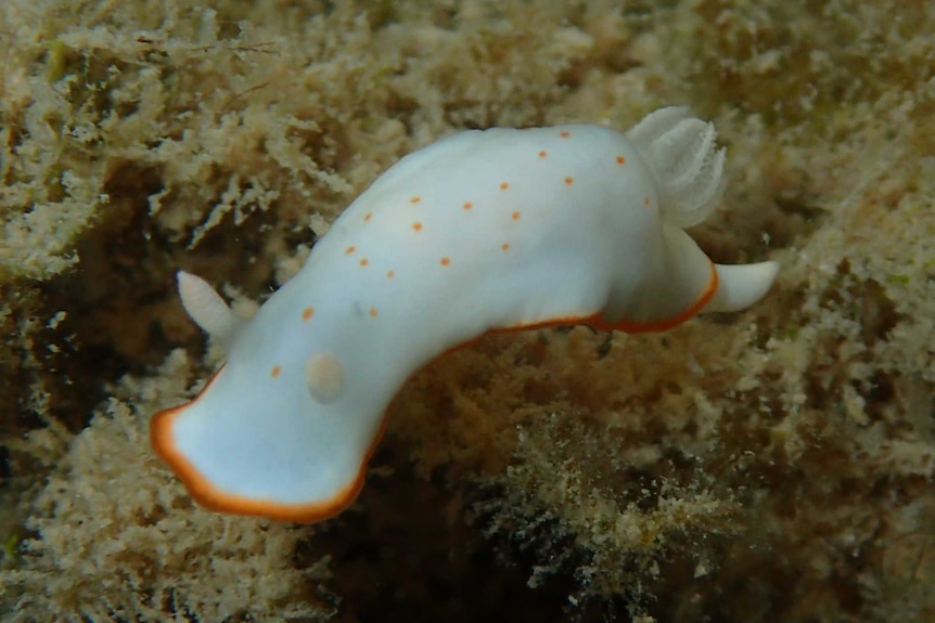 A white sea slug with orange spots and frills swims underwater.