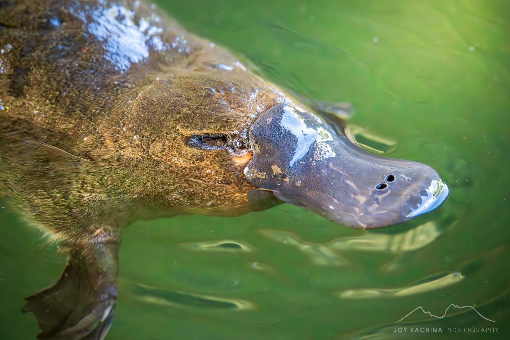 Probe into claims platypus burrow destroyed by council contractors