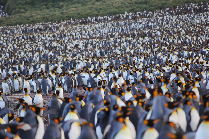 Hundreds of king penguins