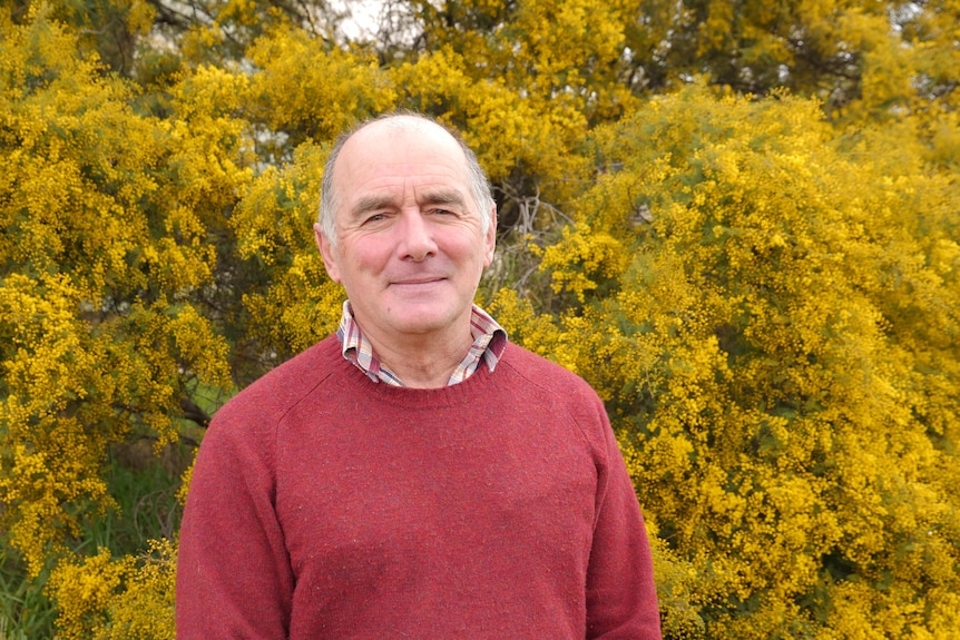 A man in a red jumper standing in front of a wattle tree