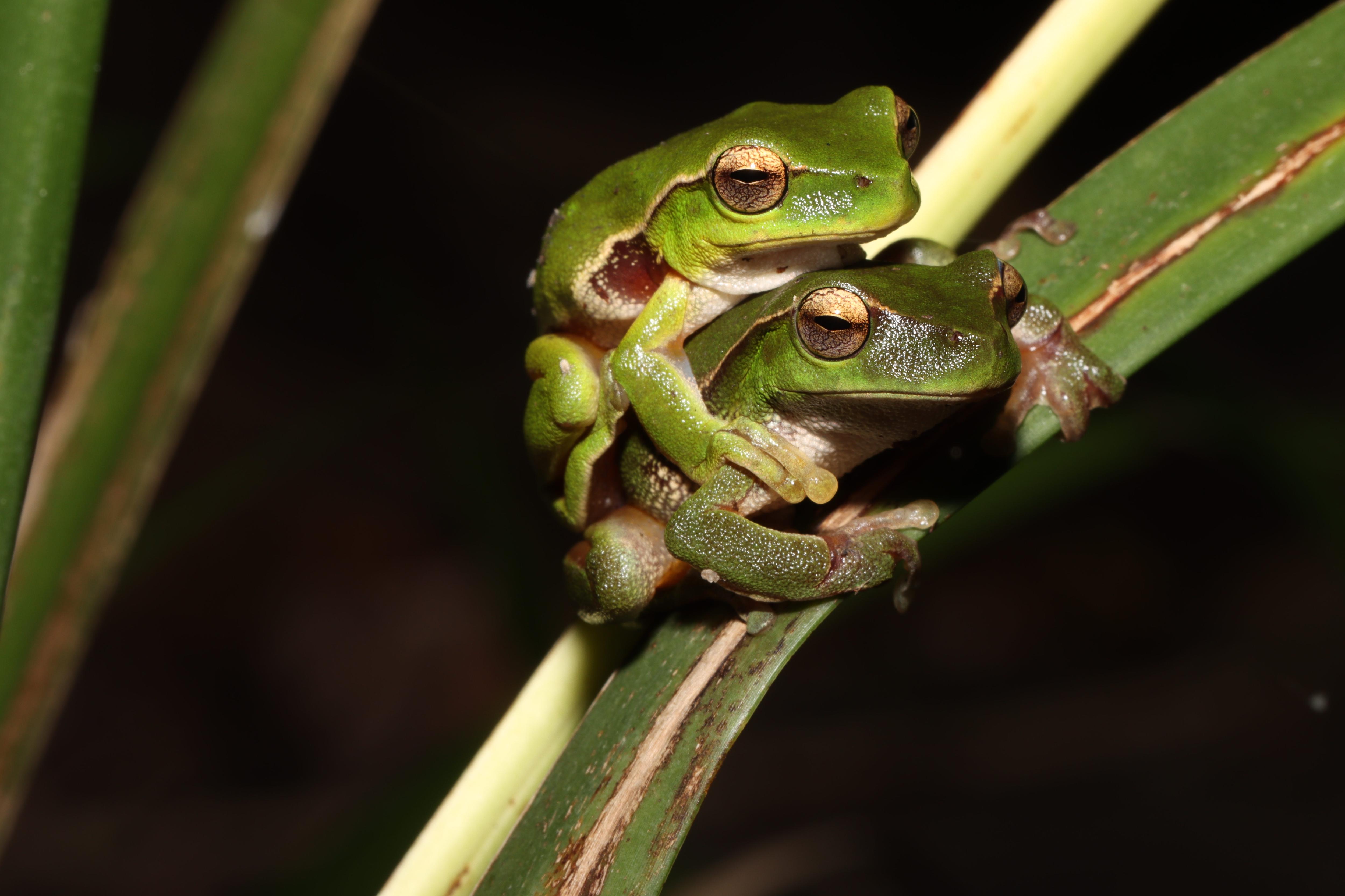 Close-up of a dark green frog on a reed with a lighter green frog on its back.
