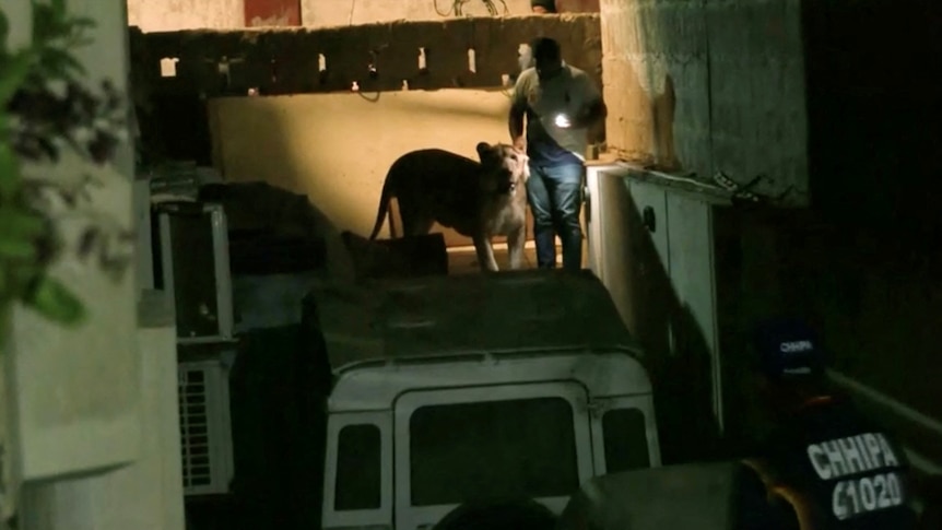 Un leu adult provoacă haos după ce a scăpat prin trafic intens în orașul pakistanez Karachi